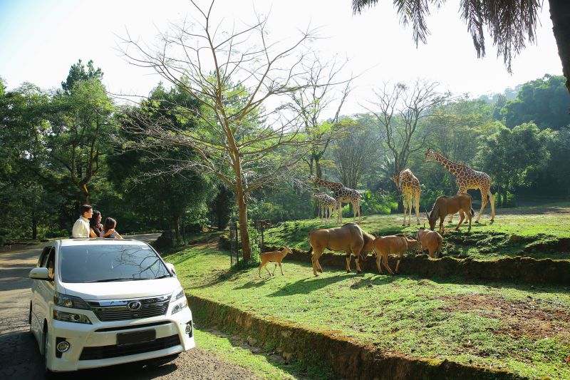 rekomendasi liburan keluarga taman safari indonesia